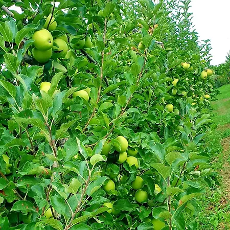 بيت ضيافة Il 3*